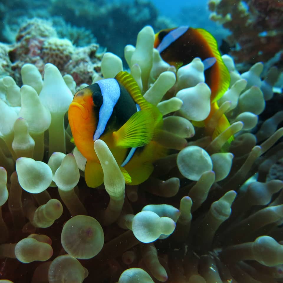 Nurkowanie w Marsa Alam