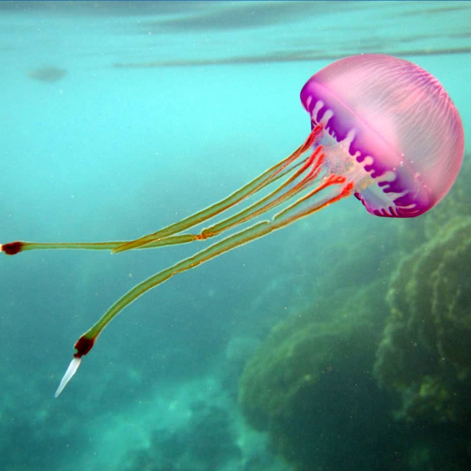 Nurkowanie w Marsa Alam