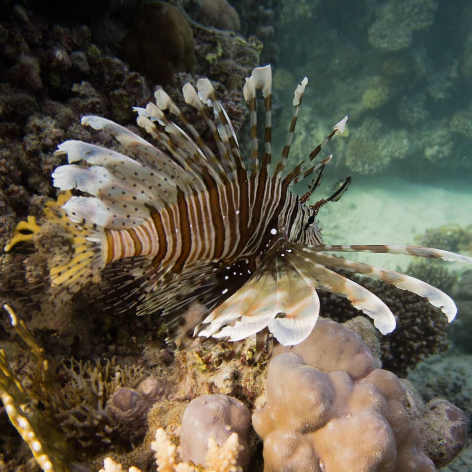 Nurkowanie w Marsa Alam