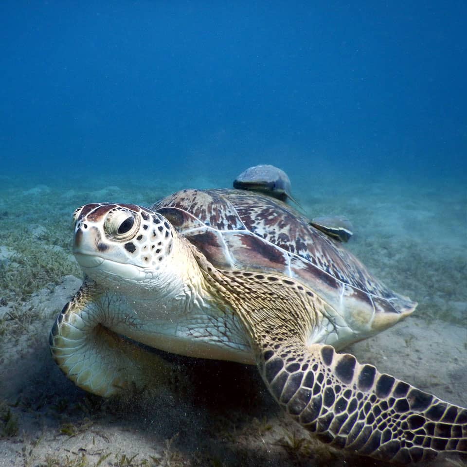 Nurkowanie w Marsa Alam
