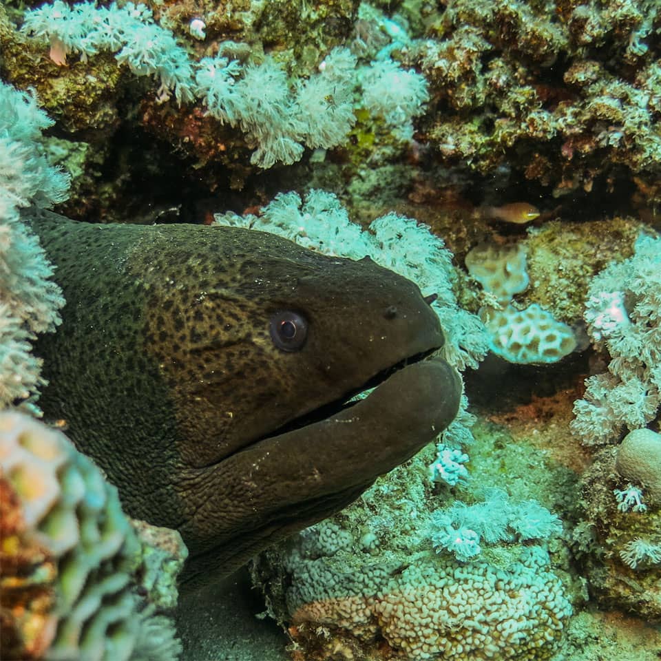 Nurkowanie w Marsa Alam