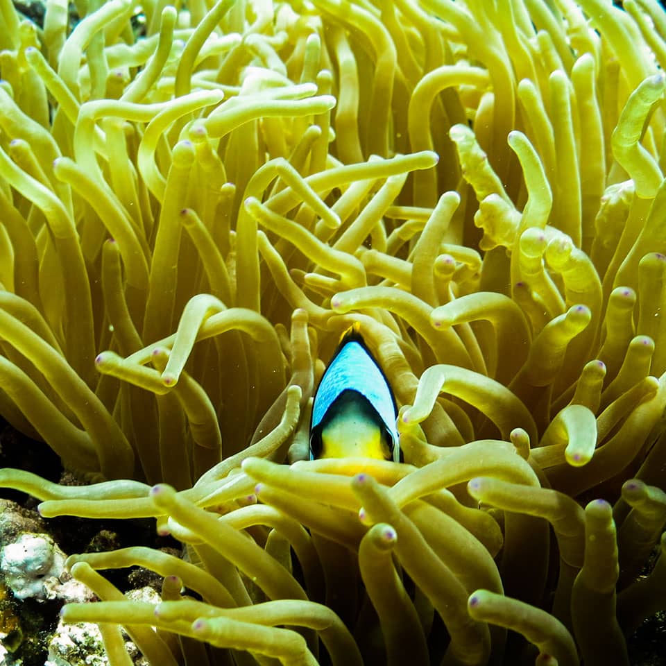 Nurkowanie w Marsa Alam